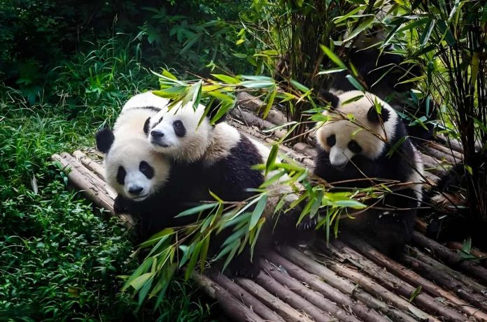 Chengdu Panda Base