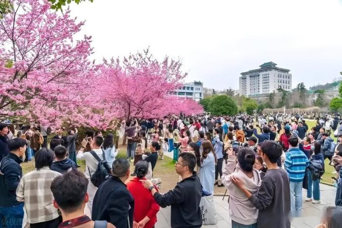 Wuhan University Cherry Blossom Season