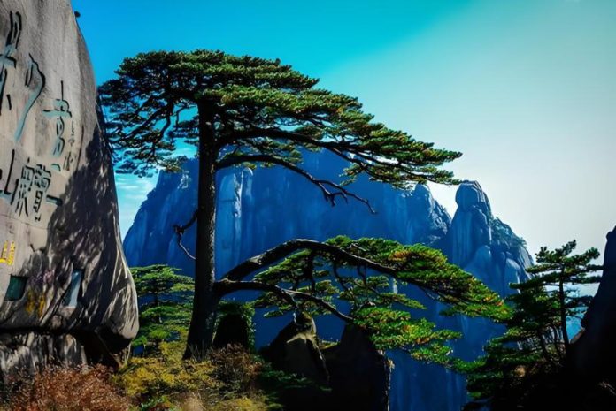 the Welcoming Pine