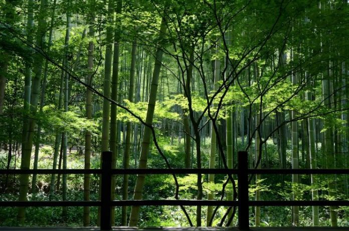Yunqi Bamboo-lined Path