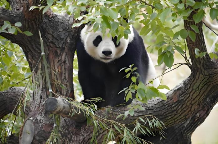 Shanghai Wild Animal Park